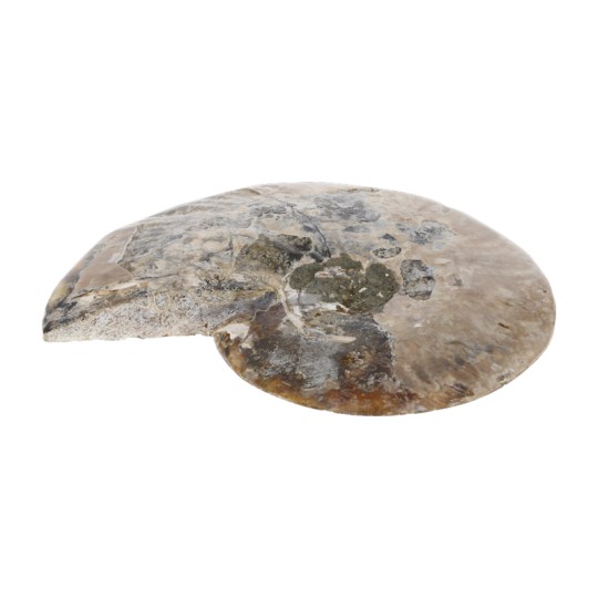 Coppia di Sezioni di Ammonite Fossile