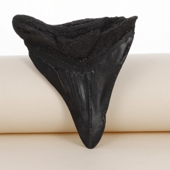 Fossile di Dente di Megalodonte