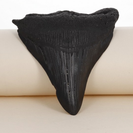 Fossile di Dente di Megalodonte