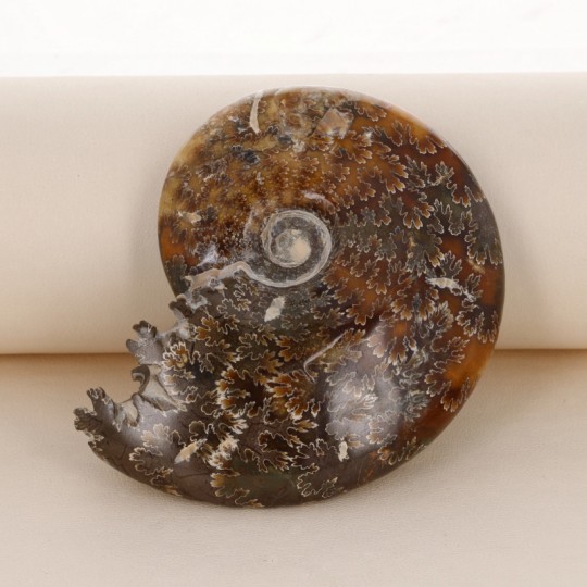 Ammonite Fossile ( con bocca)