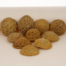 Offer Lot 10 Pietre Colonies of Fossile Coral