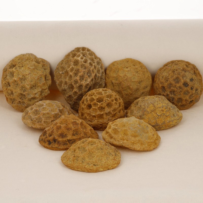 Offer Lot 10 Pietre Colonies of Fossile Coral