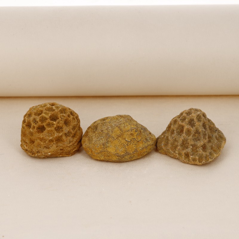 Offerta Lotto 10 Pietre Colonie di Corallo Fossile