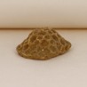 Offer Lot 10 Pietre Colonies of Fossile Coral