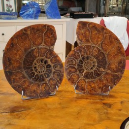 Pair of Sezionata di Ammonite Fossile con Aragonite