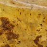 Pezzo di Copale con Decine di Insetti
