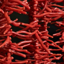 Red Coral Wire Intended to Ramesses