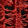 Filo di Corallo Rosso Intenso a Rametti ø 7 / 45 mm