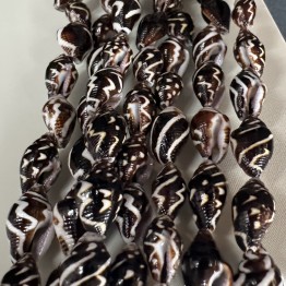 Conchiglia Wire Gasteropode Marino (Pictocolumbella)